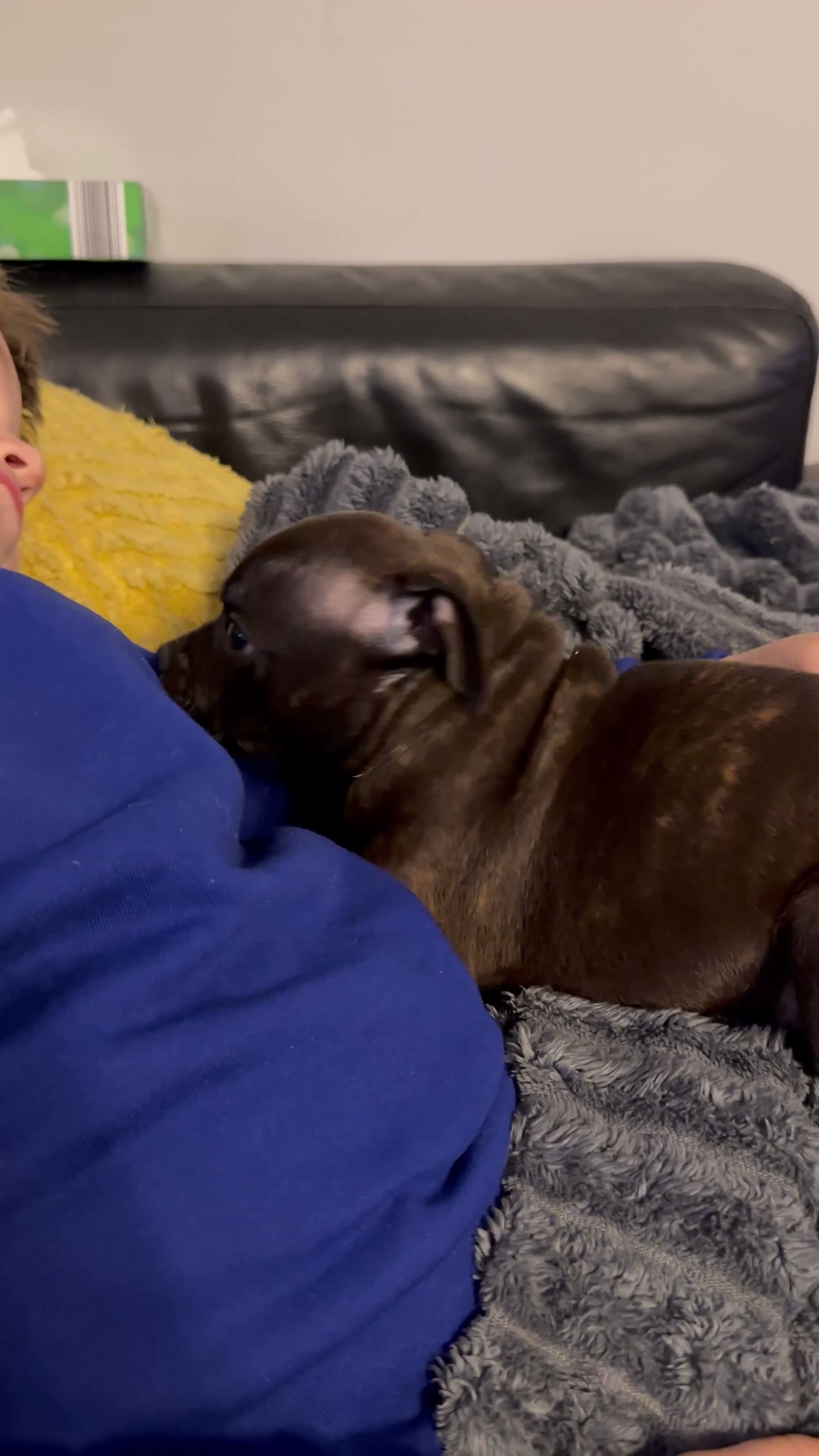 Staffordshire Bull Terrier dogs for sale: **KC reg*22 Champions* staffy pups - Video 2