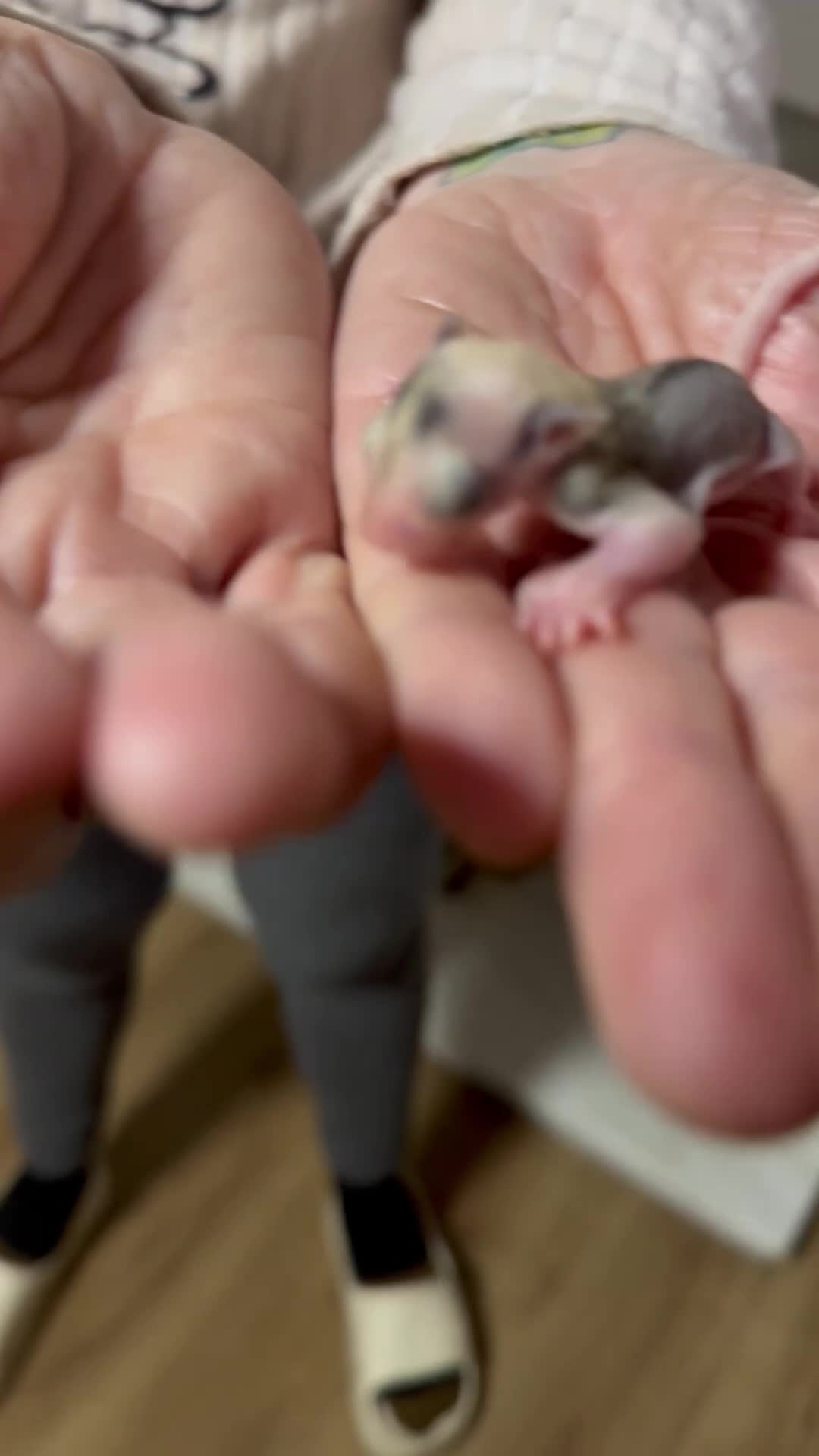Sugar Glider rodents for sale: Tame sugar glider baby - Video 2