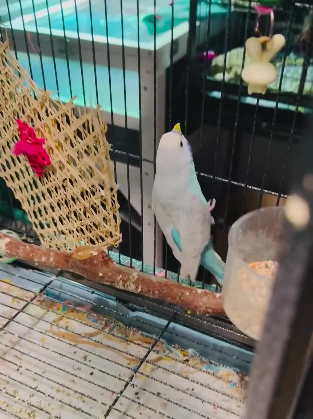 Budgerigars birds for sale: NON-FLYERS  Pair of Budgies – £40 for the pair - Video 2