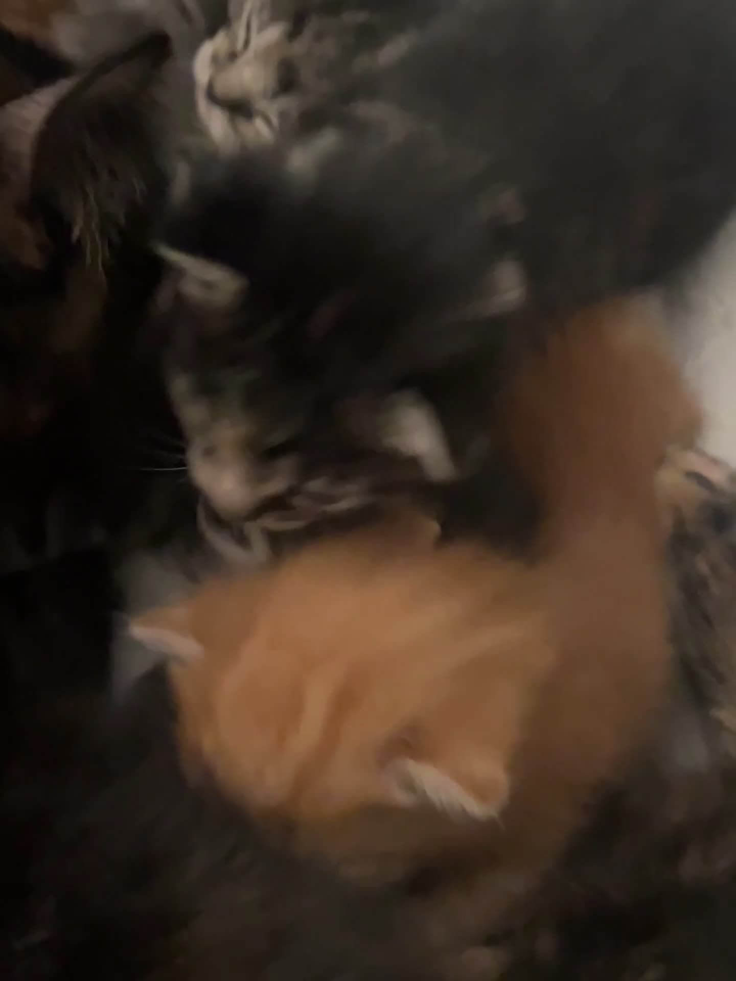 Mixed Breed cats for sale: Sociable kittens  in Brighton - Video 1