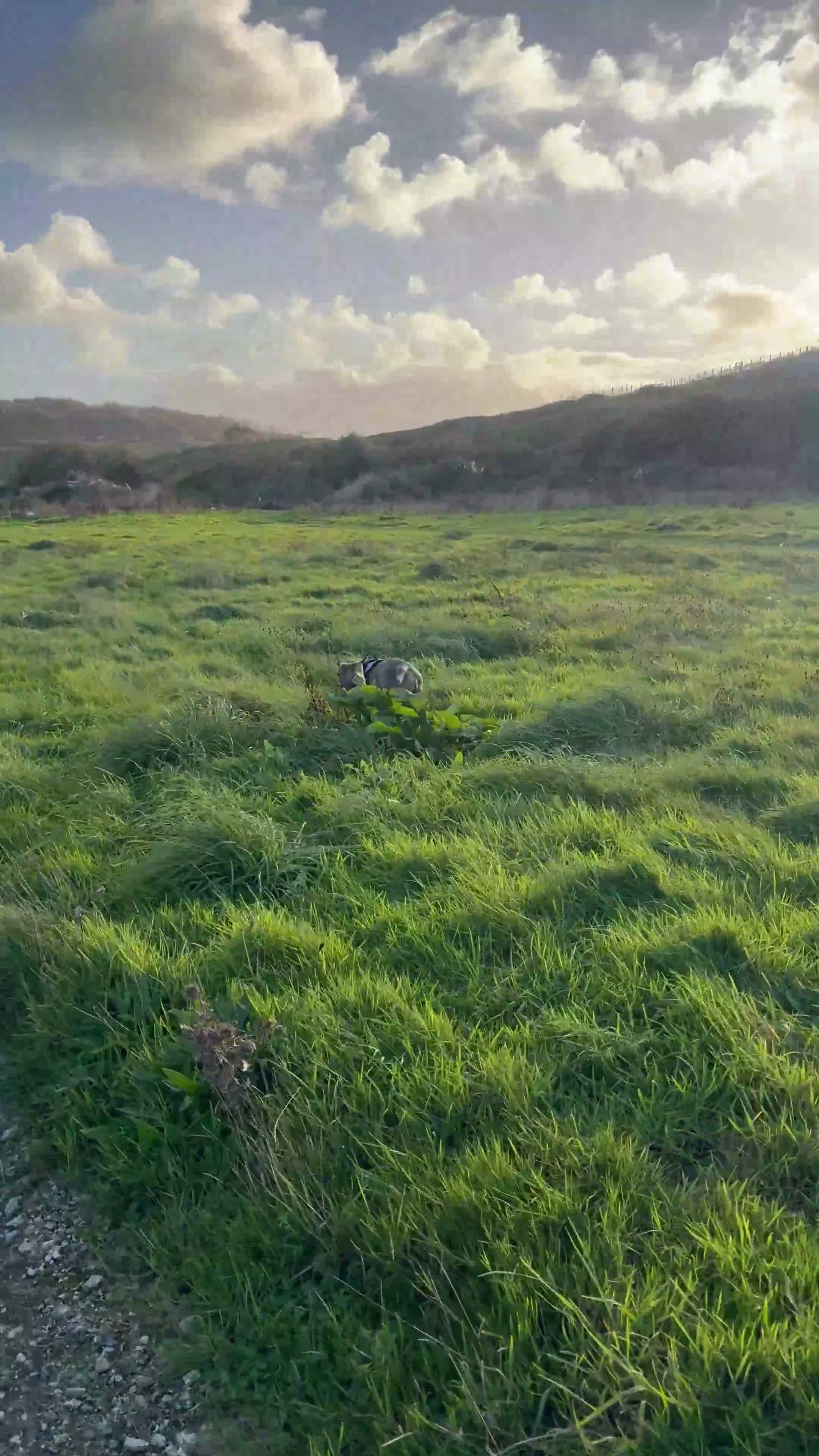 American Bull Staffy dogs for sale: Bella, 11 month old Pocket Bully💔 in Newquay - Video 1