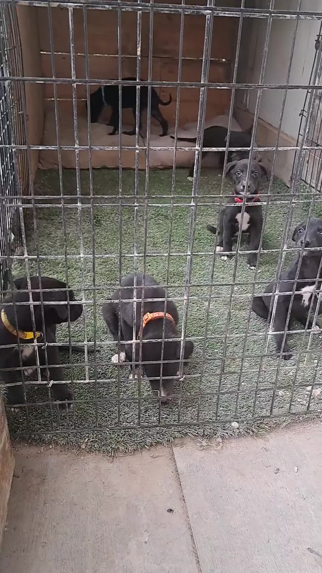 Greyhound dogs for sale: 💙READY TO GO💙 1 pup left - Irish Greyhound  - Video 1