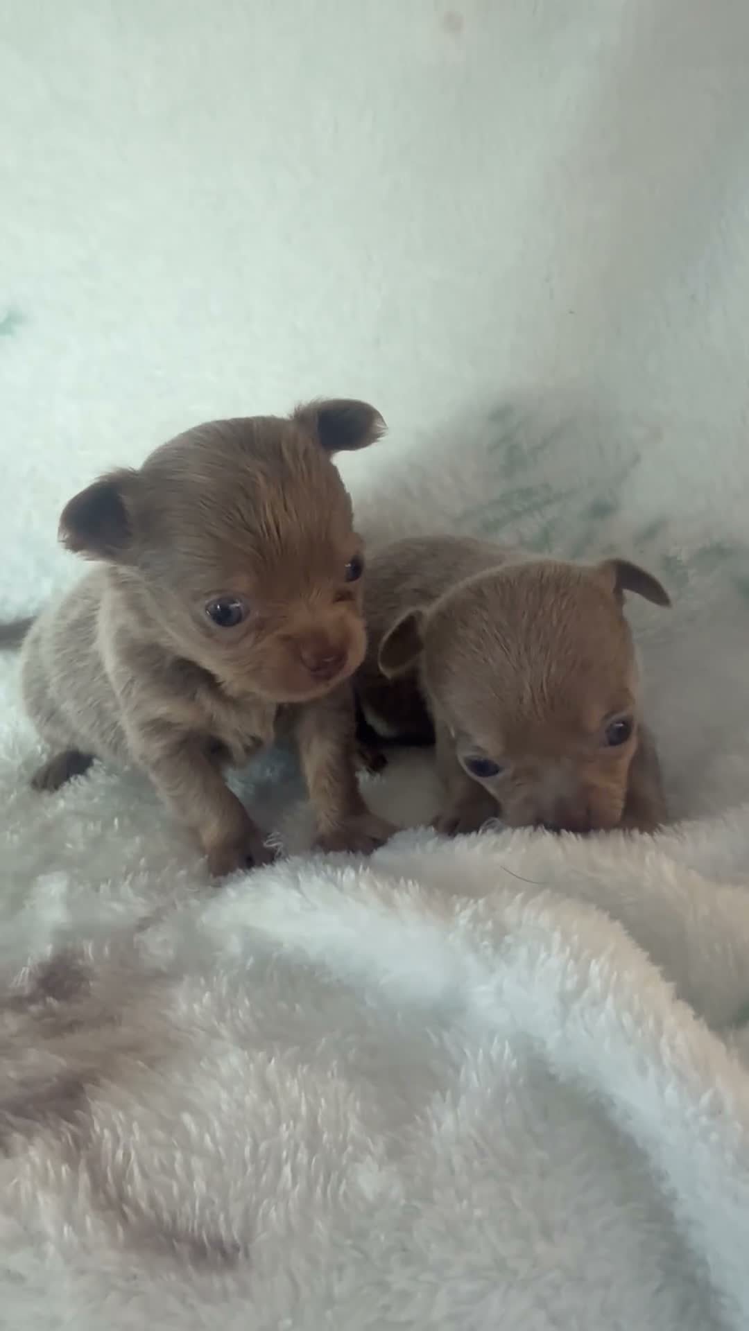 Chihuahua dogs for sale: OUTSTANDING BLUE/TAN & LILAC/TAN PUPPIES - Video 2