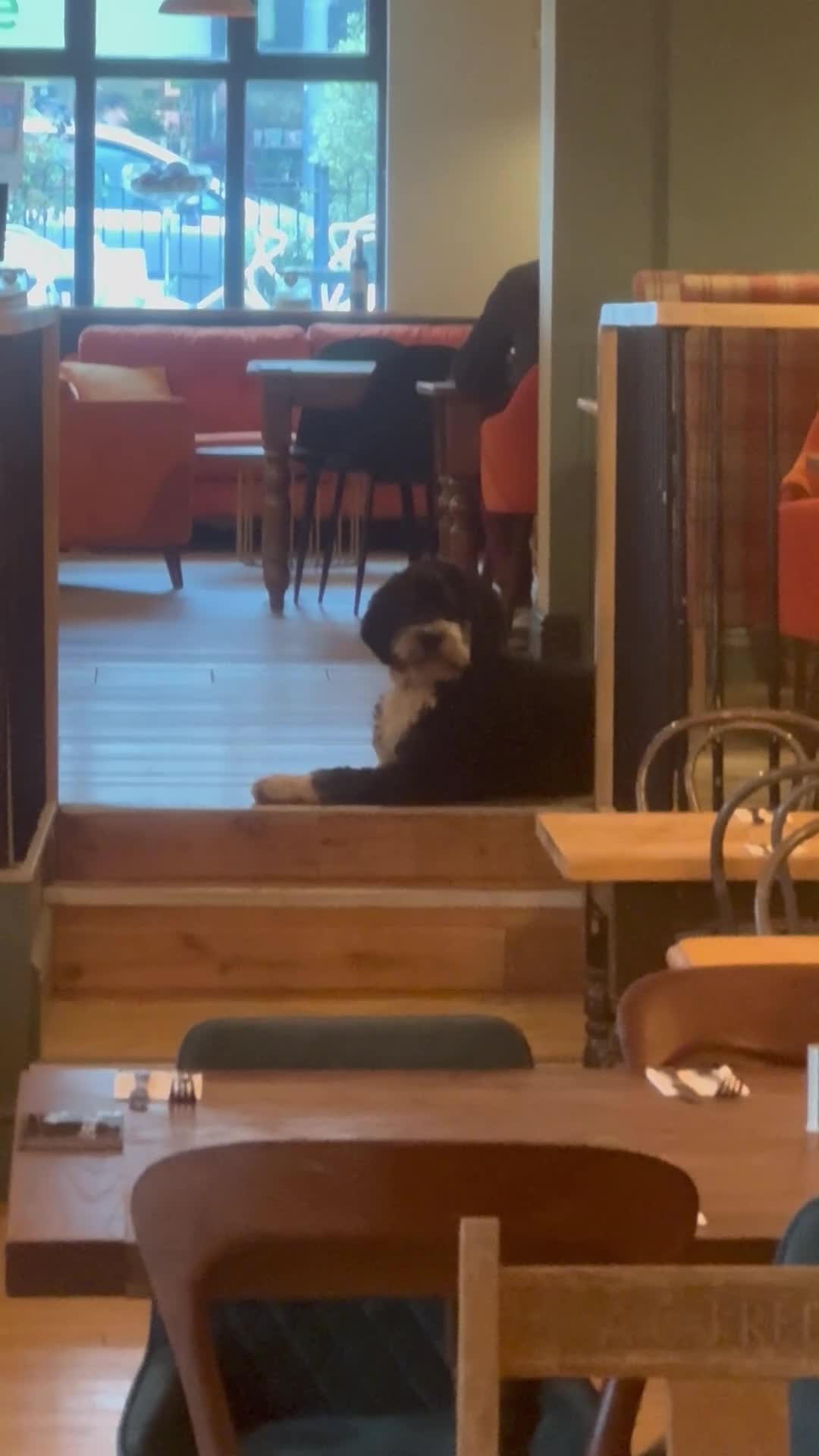 Bernedoodle dogs for sale: 2 yr old male Bernedoodle (Collin)  - Video 3