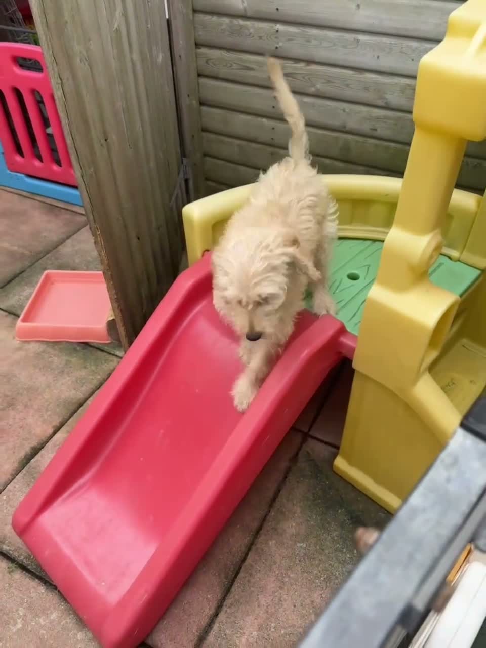 Mixed Breed dogs for sale: Male Double Doodle For Sale - Video 1