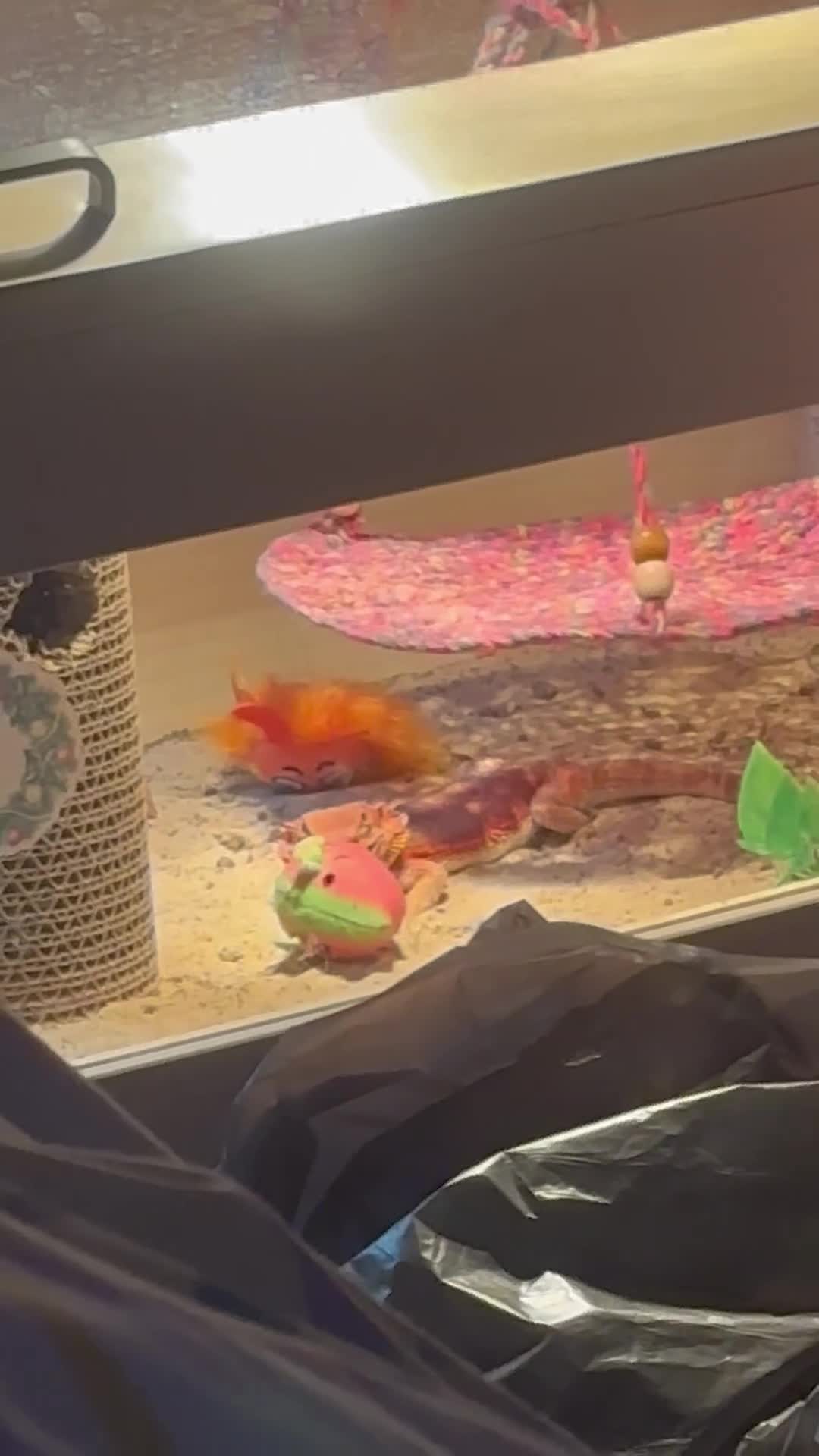 Bearded Dragon reptiles for sale: Bearded Dragon and Cage - Video 1