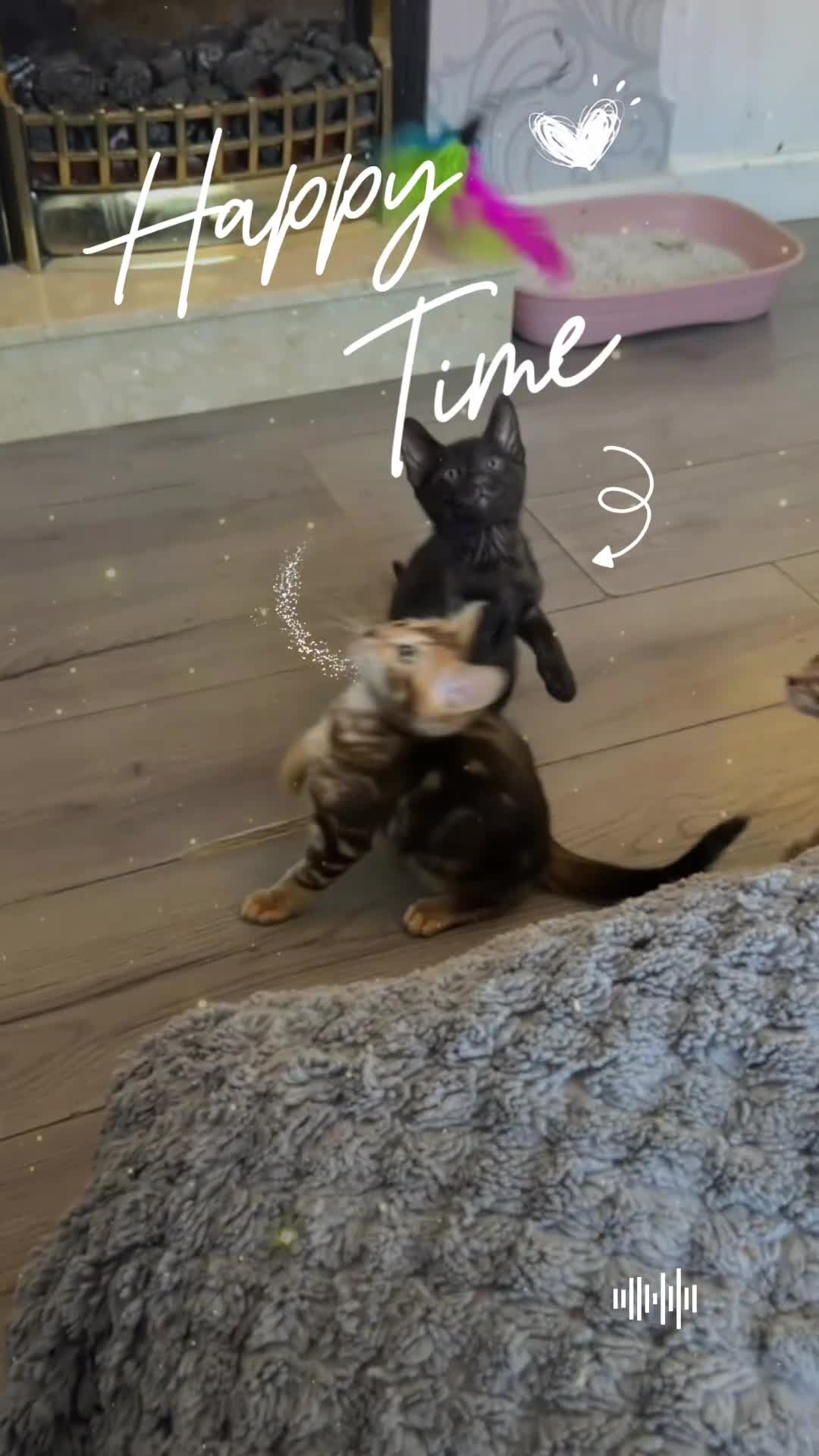 Bengal cats for sale: Bengal kittens - Video 3