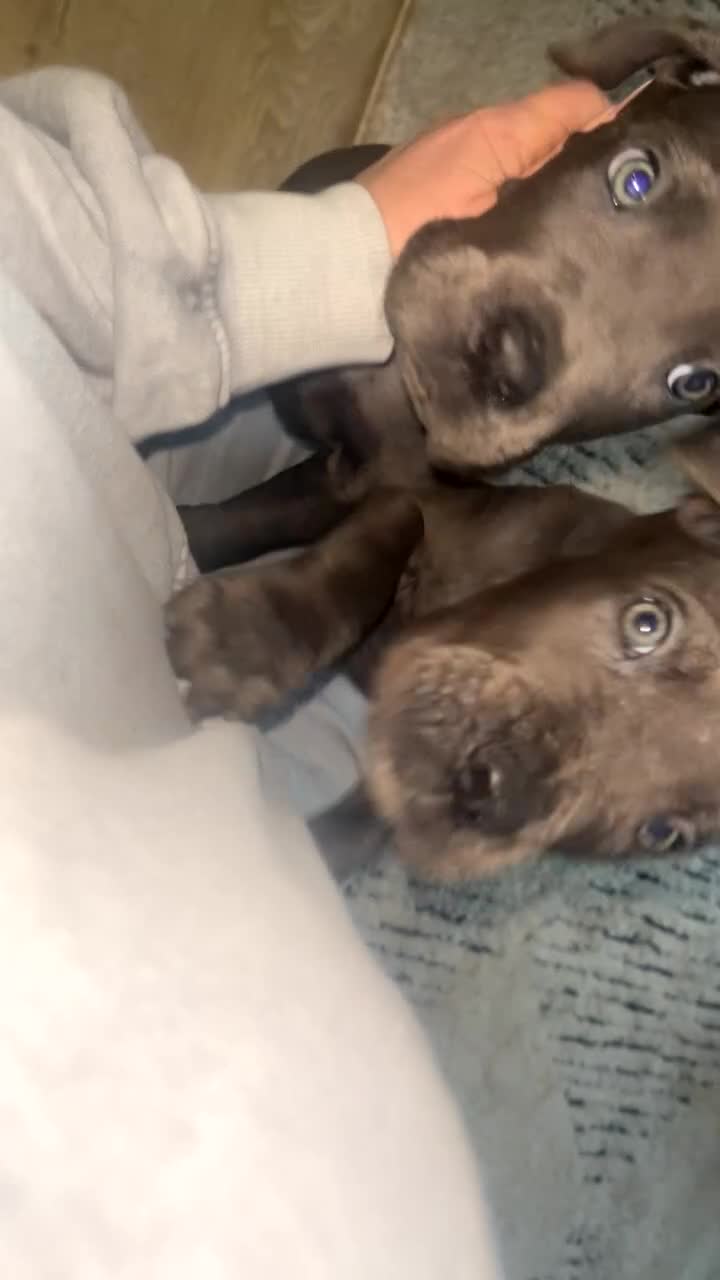 Cane Corso dogs for sale: Cane corso pups - Video 3