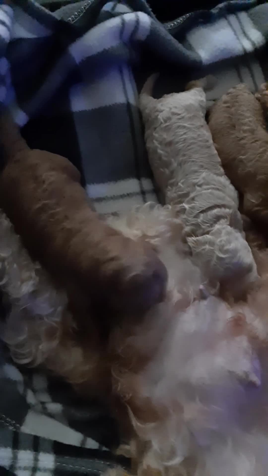 Cockapoo dogs for sale: Lola cockapoo - Video 1