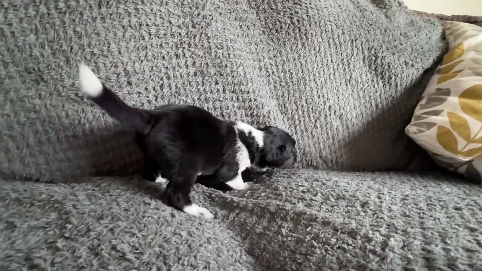 Mixed Breed dogs for sale: 🐾🐶10 stunning Cocker collies🐶🐾 in Morpeth - Video 3