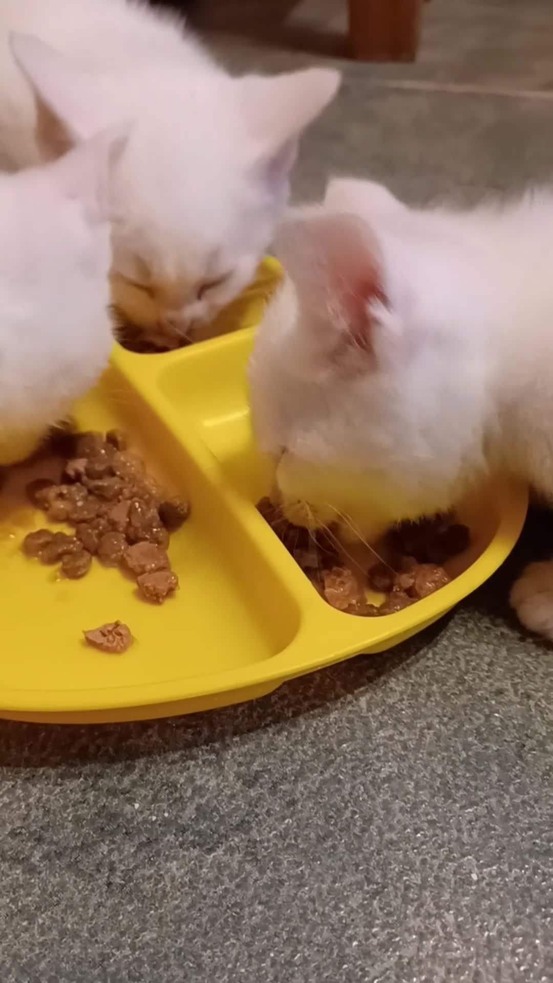 Mixed Breed cats for sale: Ready Now - Trained Ragdoll Mix Kittens Blue Eyes - Video 4