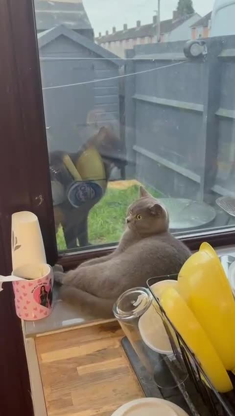 Mixed Breed cats for sale: British short x Bombay  in Oxford - Video 2