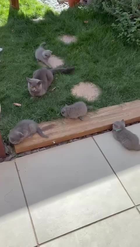British Shorthair cats for sale: Blue British Shorthair Kittens  3 boys 1 girl - Video 1