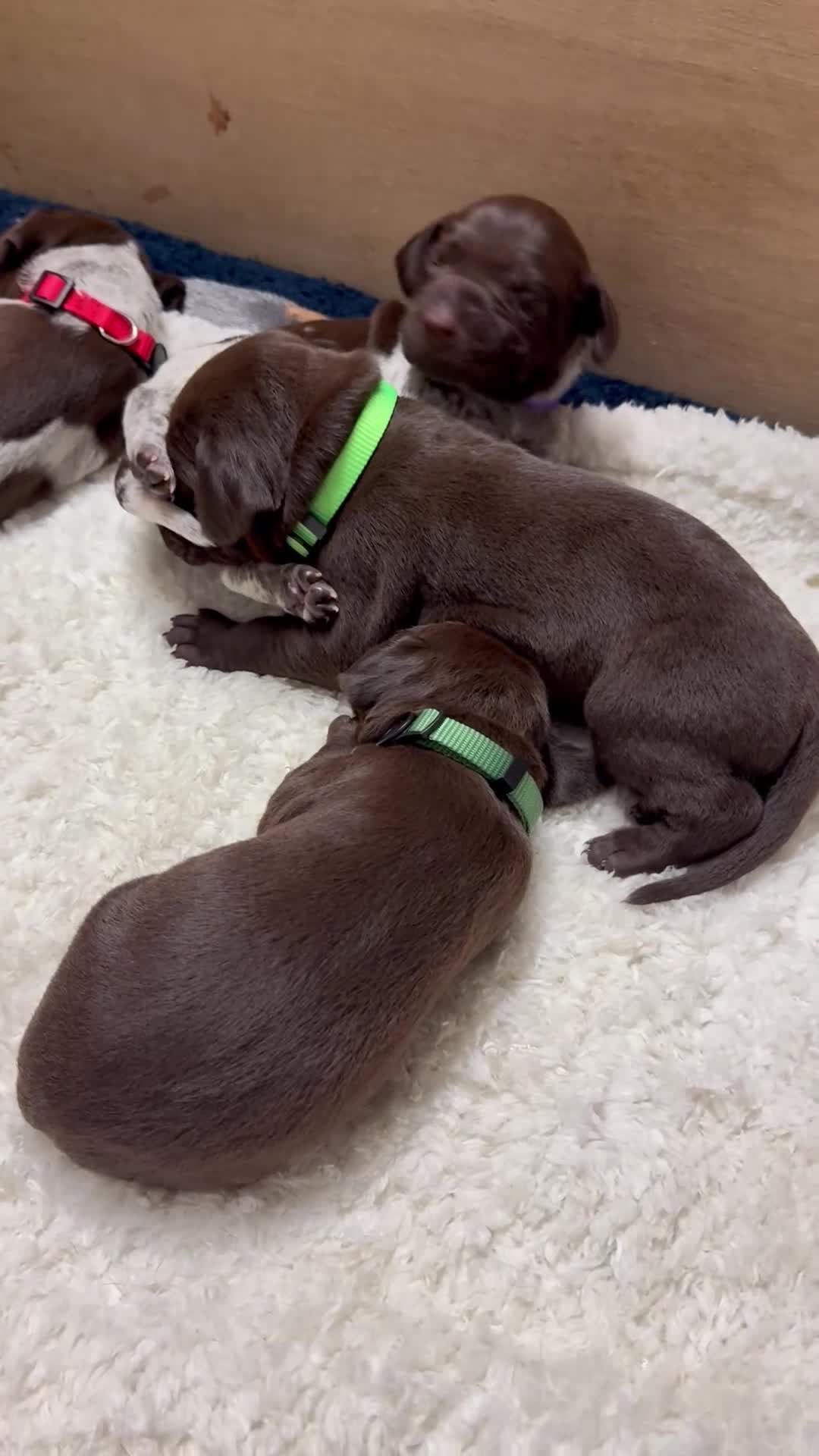 German Shorthaired Pointer dogs for sale: KC registered German Shorthaired Pointers - Video 2