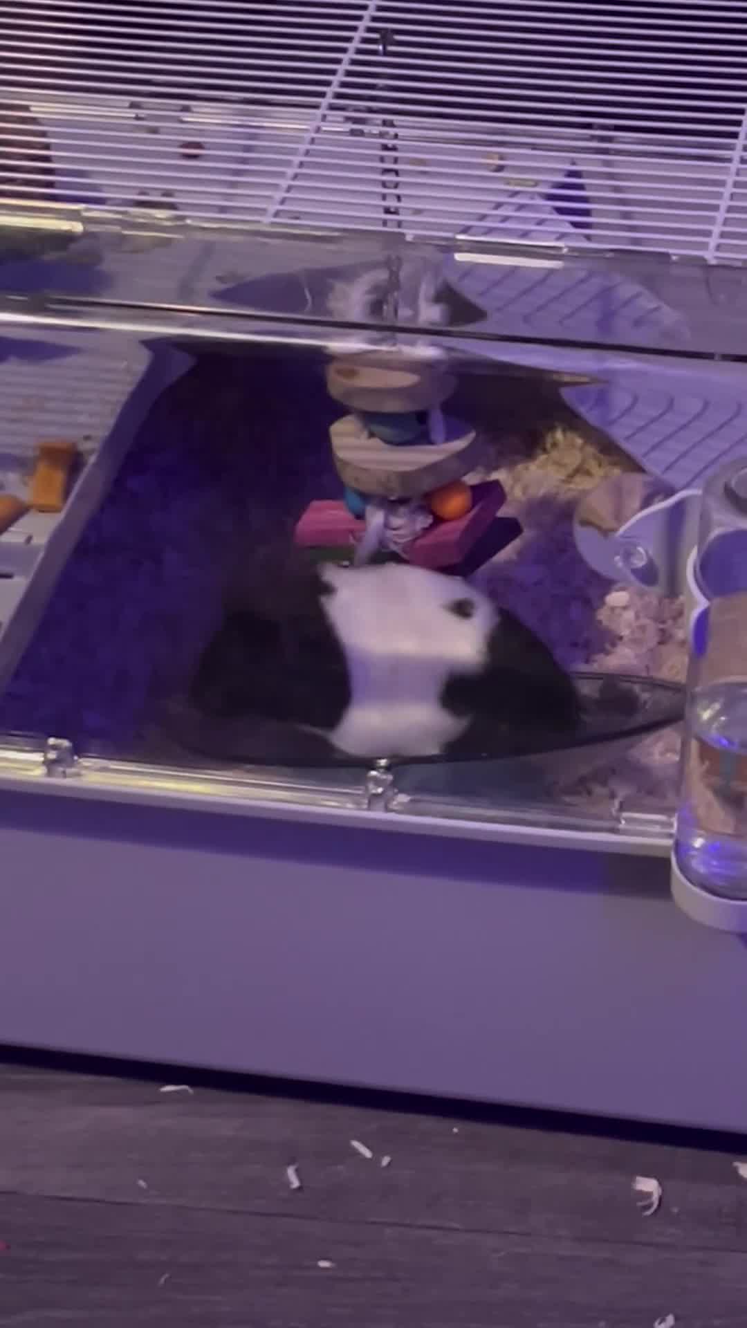 Hamster rodents for sale: Biggie the hamster in London - Video 1