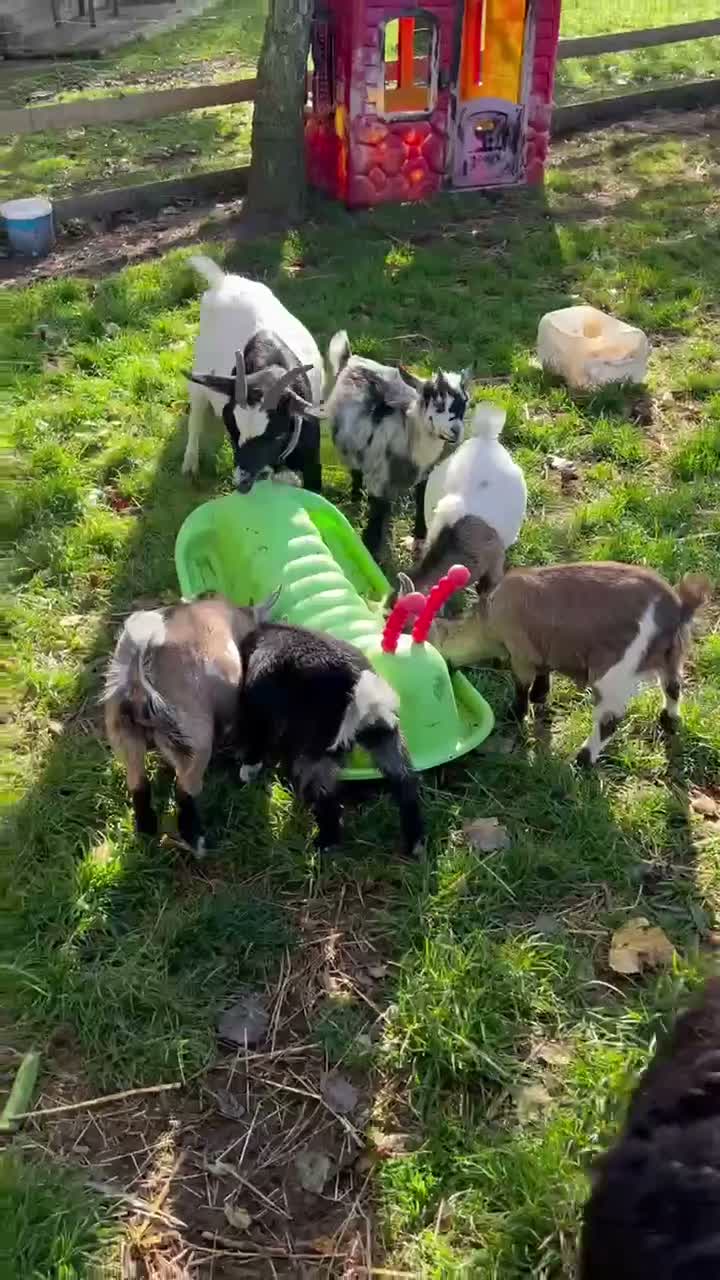 Goats livestock for sale: Pygmy goats - Video 1