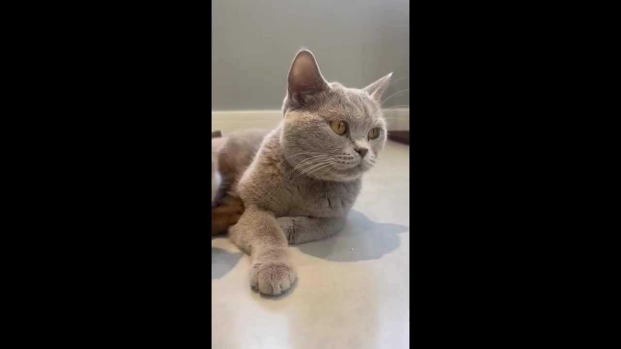 British Shorthair cats for sale: 5 Star - BSH Litter (Two Cinnamon, Fawn & Lilac) - Video 3