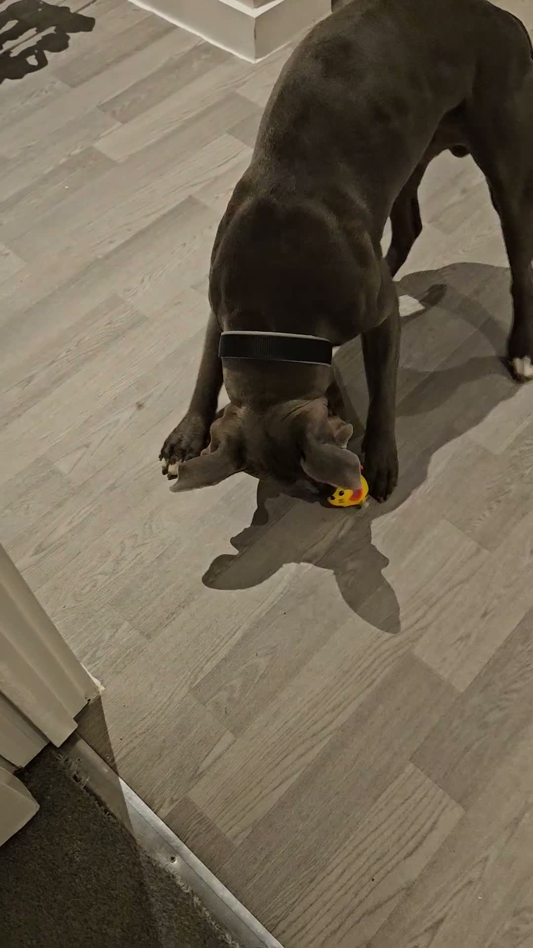 Mixed Breed dogs for stud: Staffordshire bull terrier x American Staff in London - Video 3