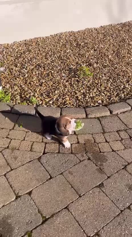 Basset Hound dogs for sale: Basset Hound Pups for sale in Ballymena - Video 2