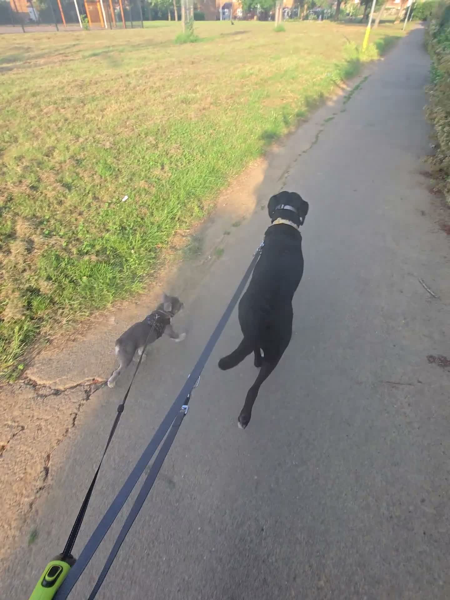 Mixed Breed dogs for sale: Looking for a loving home - 2 year old bullador - Video 4