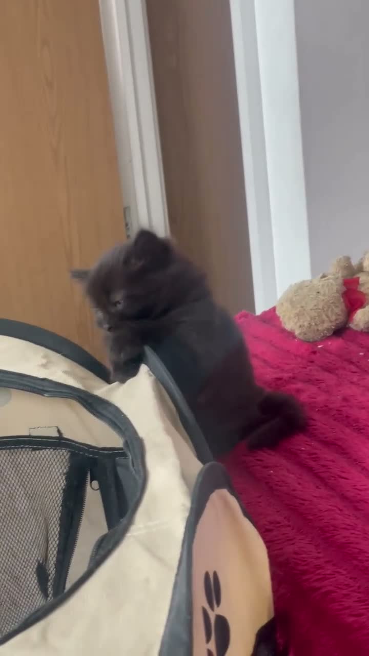 Mixed Breed cats for sale: Extra fluffy kittens - Video 3