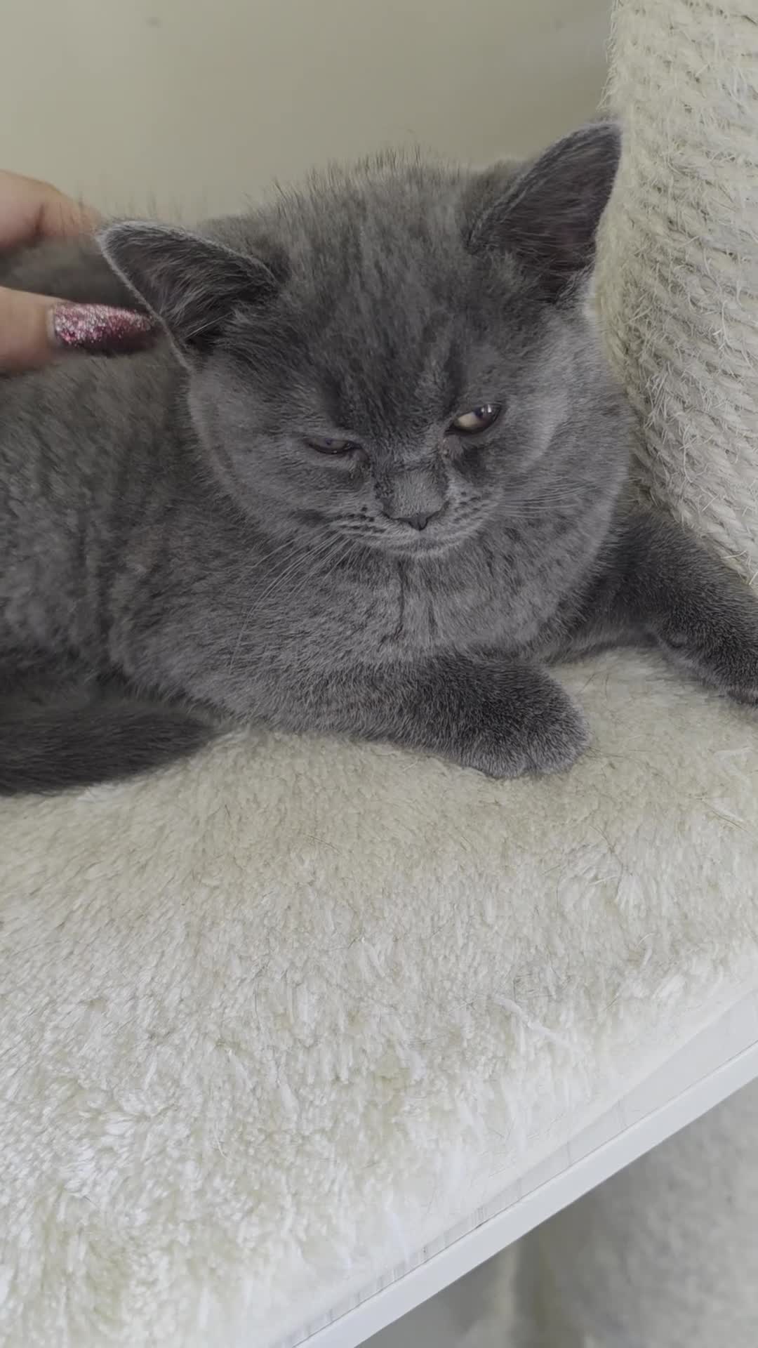 British Shorthair cats for sale: British shorthair kittens - Video 2