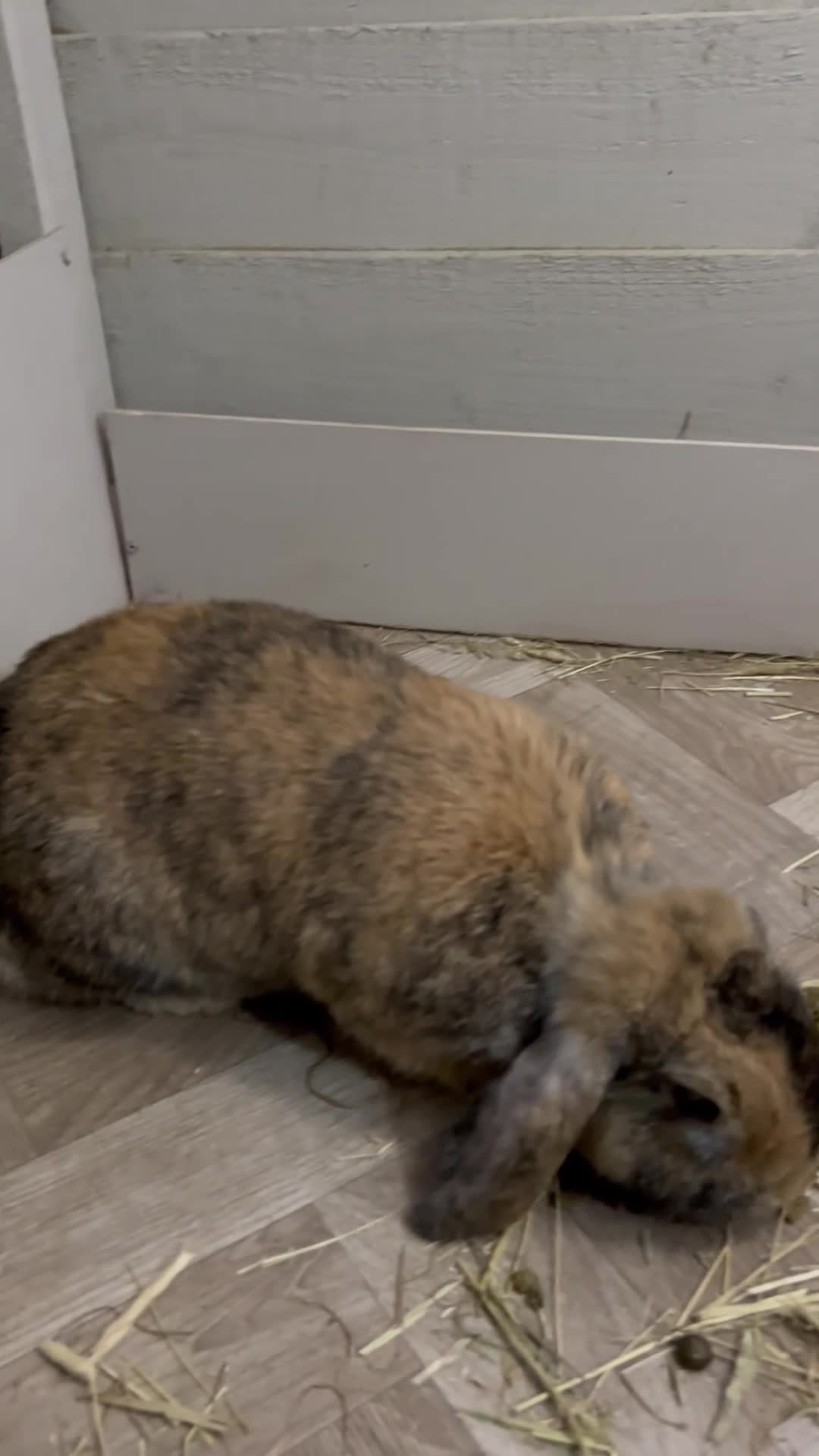 Mixed Breed rabbits for sale:  female rabbit pair  - Video 1