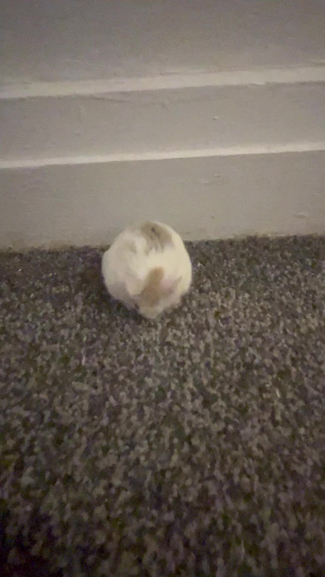 Hamster rodents for sale: 10 Month old Roborovski Dwarf Hamster  - Video 3