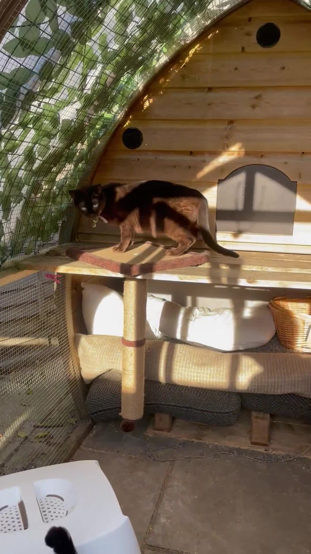 Bengal cats for sale: 2 Sweet Girls NOT spayed  - Video 3