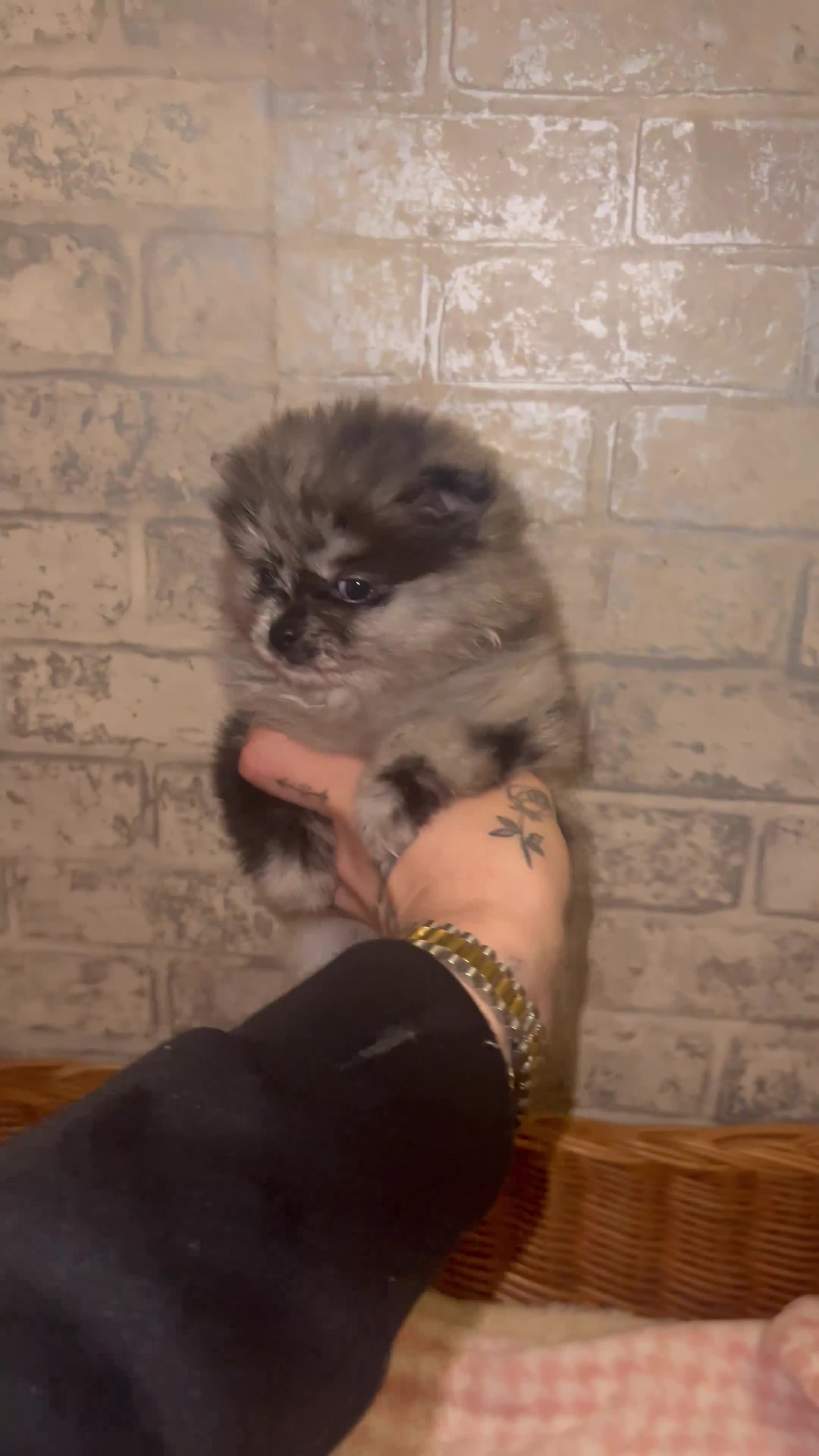 Pomeranian dogs for sale: ✨🖤Merle toy Russian Pomeranian 🖤✨ - Video 1