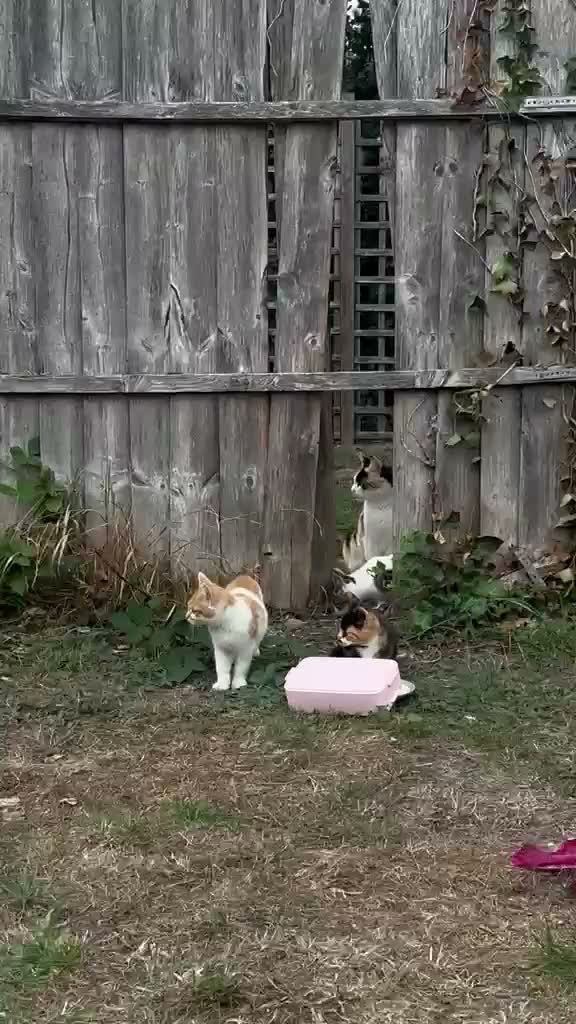 Mixed Breed cats for adoption: Ginger kitten looking for home of his own - Video 2