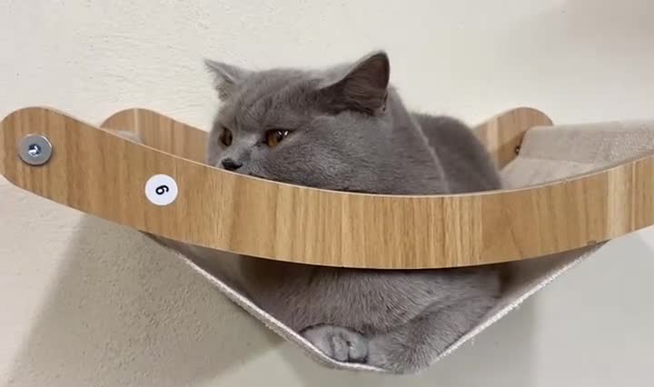 British Shorthair cats for sale: LILAC BSH GIRL LOOKING FOREVER HOME!!! 🐾😻 - Video 1