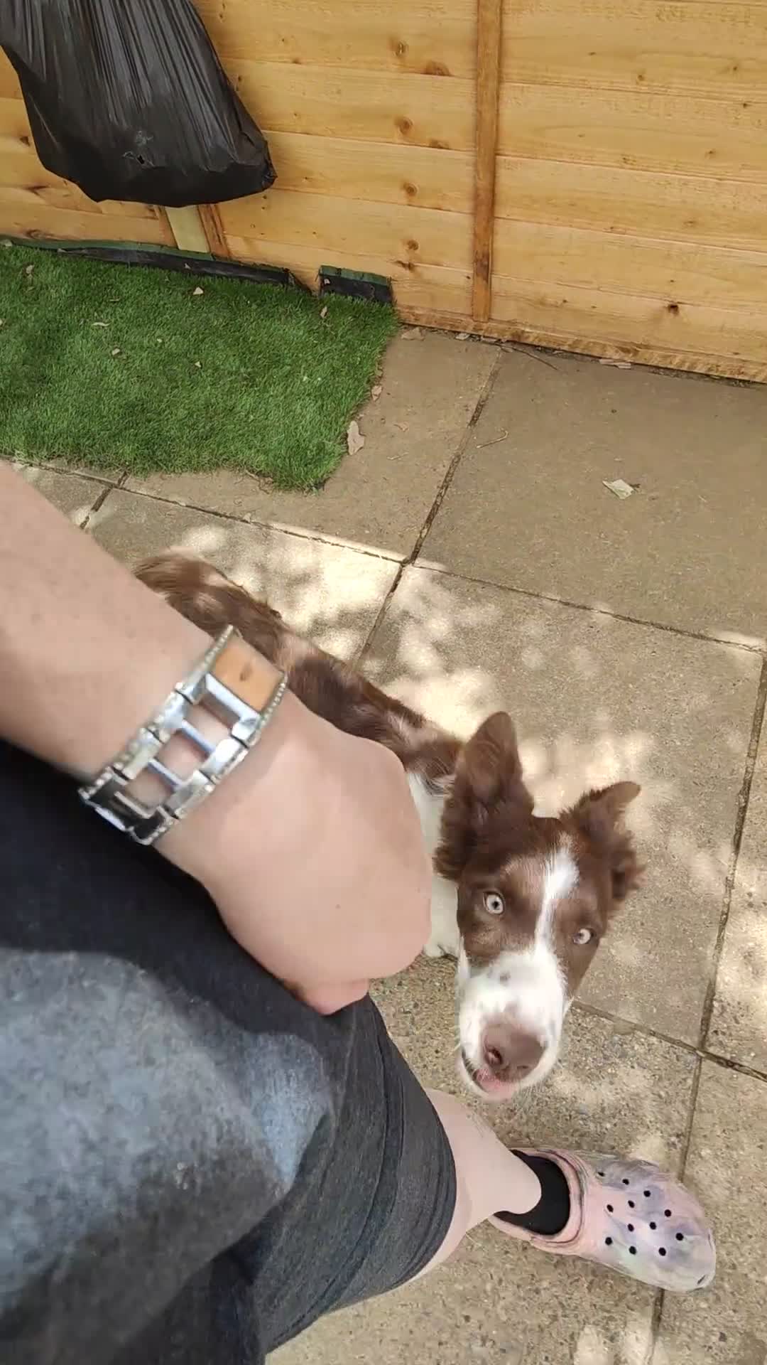 Border Collie dogs for sale: Freya  in Northampton - Video 1