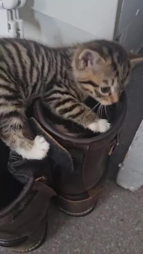 British Shorthair cats for sale: British Shorthair cross kittens Tabby Black/white - Video 1