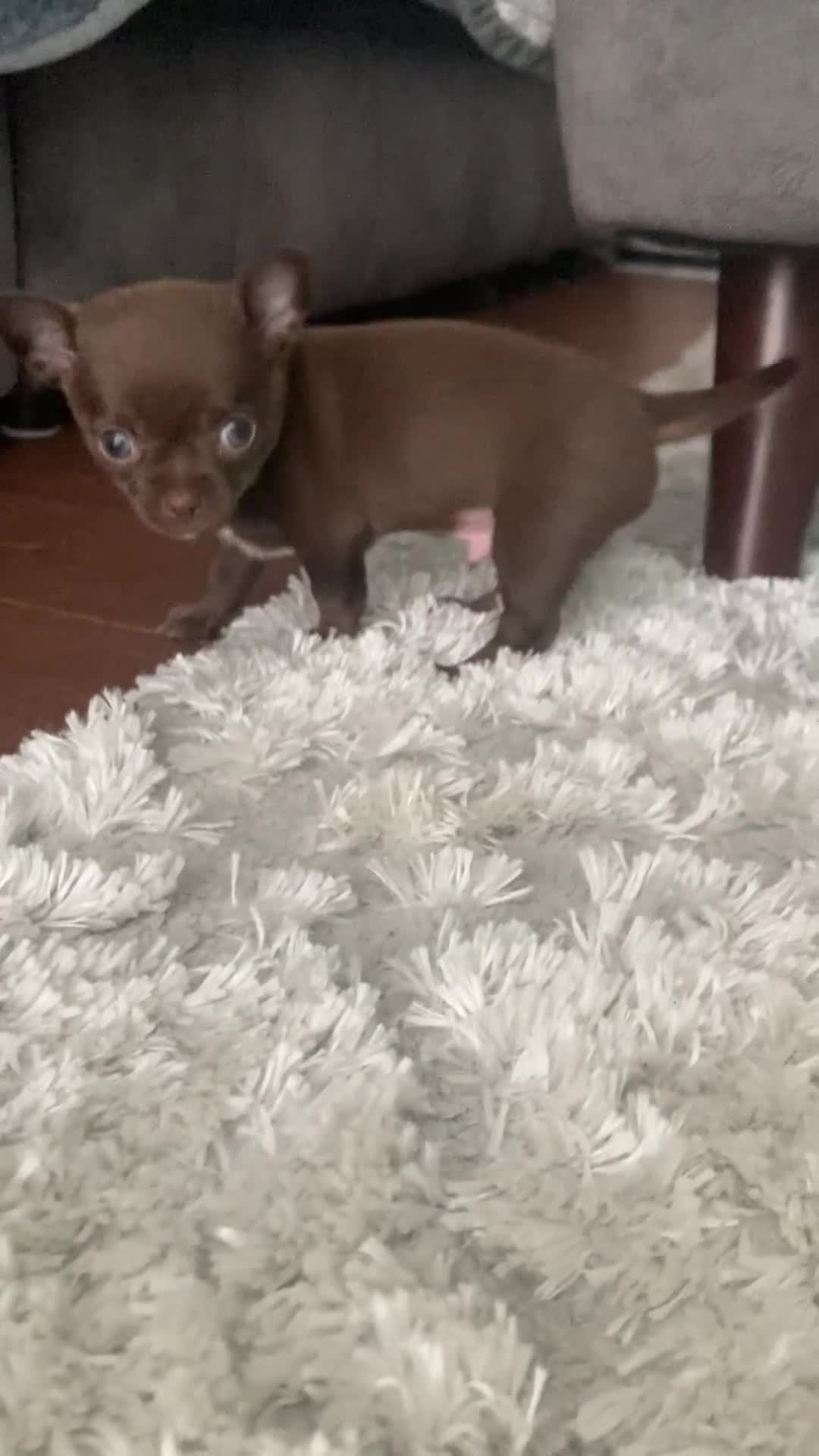 Chihuahua dogs for sale: Beautiful chocolate smooth coat chihuahua  in Middlesbrough - Video 3