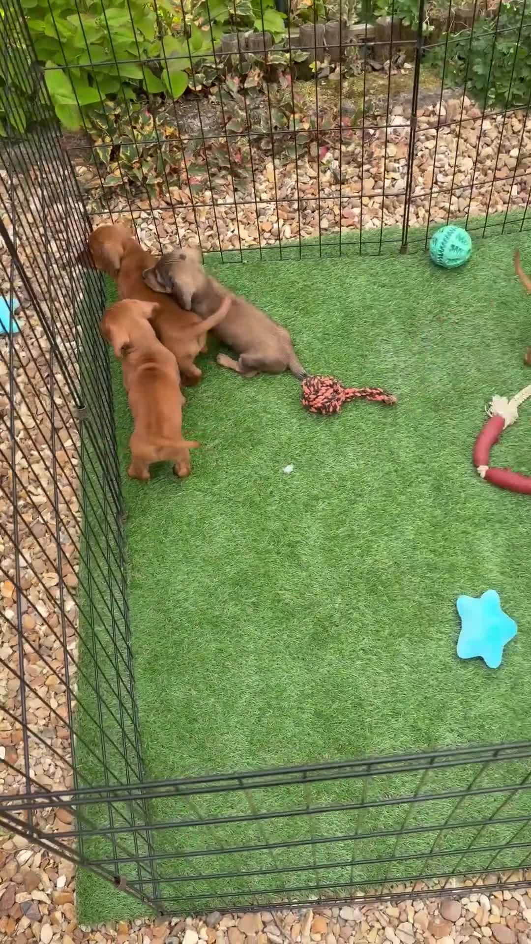 Miniature Dachshund dogs for sale: Beautiful mini dachshund pups ready for new homes  - Video 1
