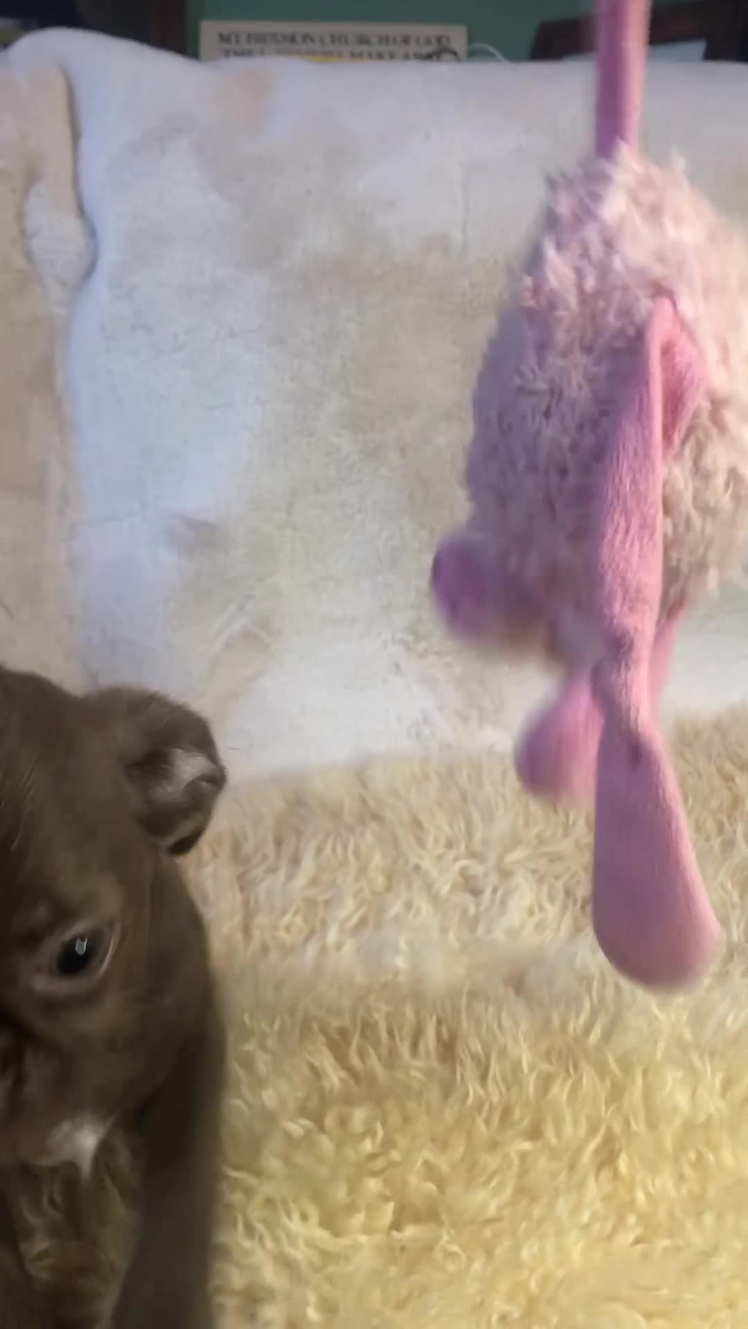 Mixed Breed dogs for sale: ADORABLE LITTER OF SHIH TZU/CHIHUAHUAS - Video 3