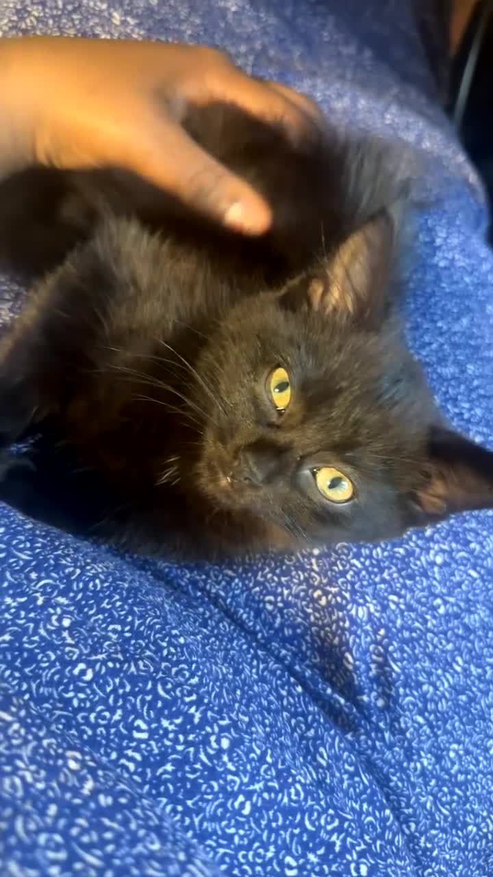Mixed Breed cats for sale: Sweet black kitten - ready for a loving home - Video 4