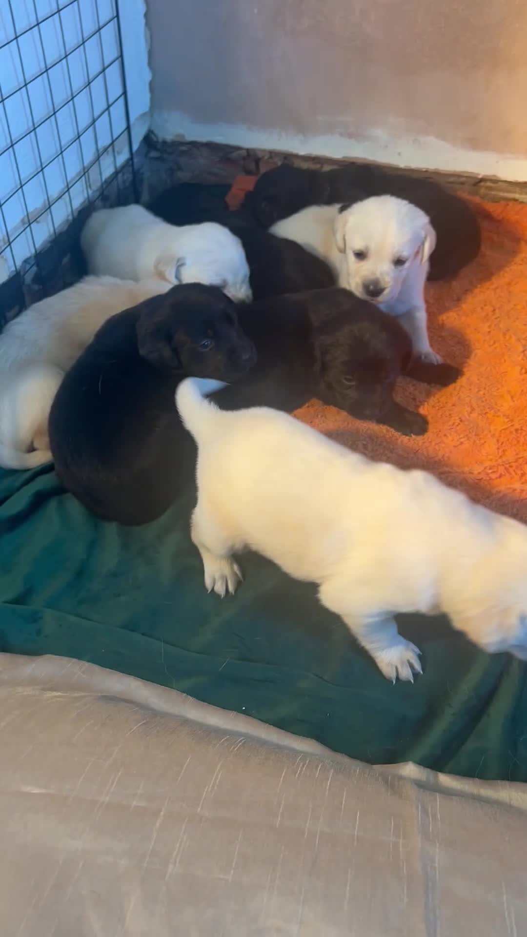 Goldador dogs for sale: Puppies- Goldadors (Golden retriever) (Labrador)  - Video 3