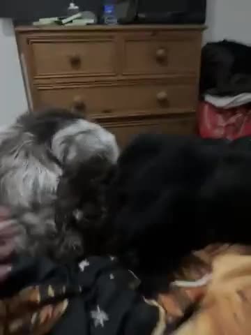 Cocker Spaniel dogs for sale: Beautiful black cocker spaniel girl  - Video 1