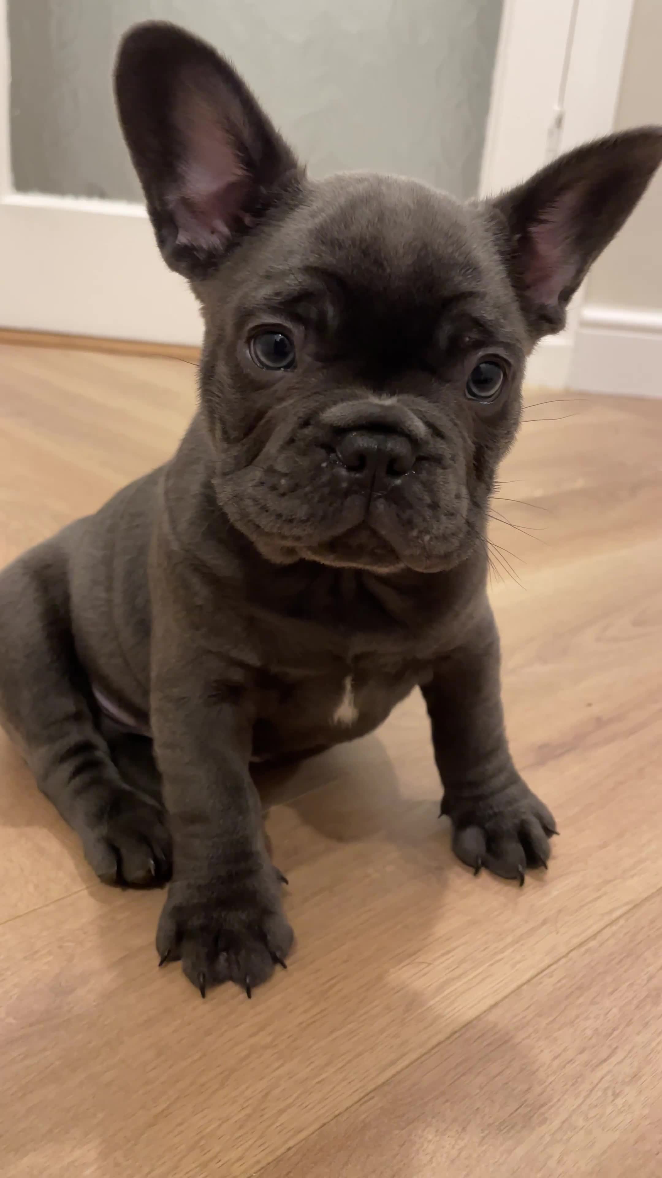 French Bulldog dogs for sale: French bulldog puppies for sale to good homes - Video 4