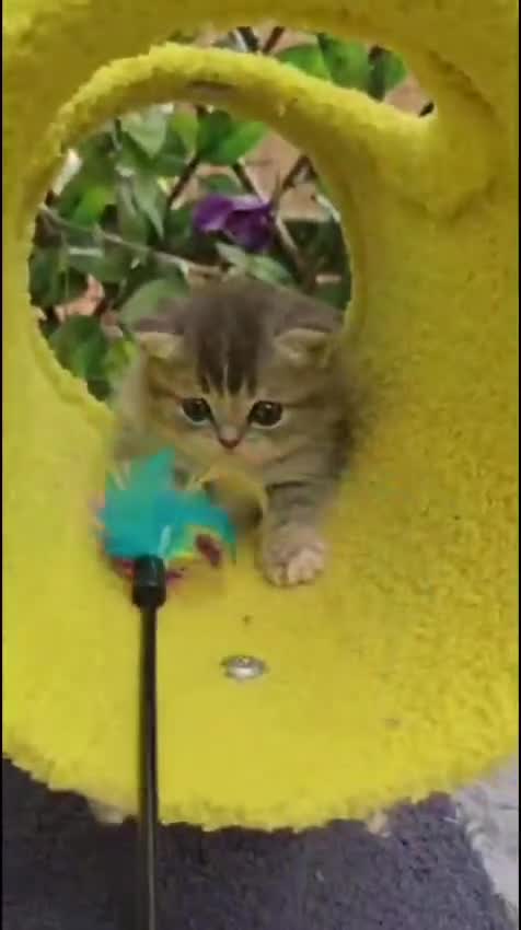 Ragdoll cats for sale: 💖 2 beautiful girls 💖 - Video 2