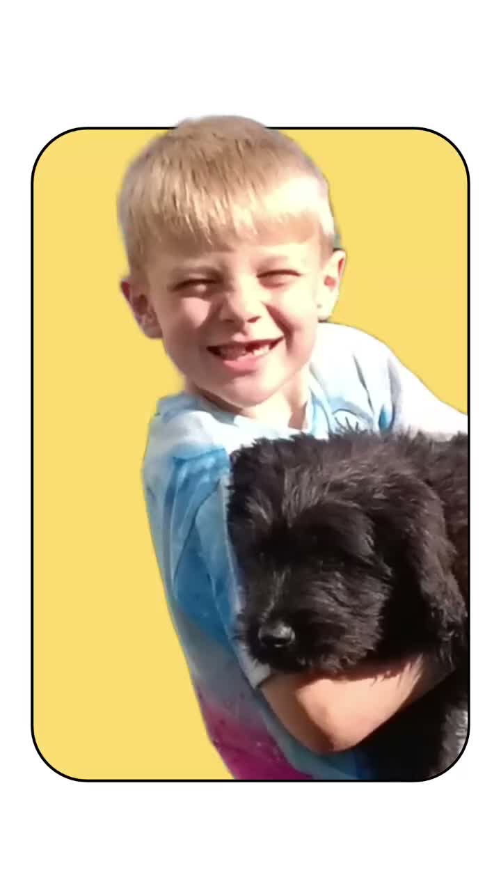 Mixed Breed dogs for sale: Giant Schnauzer x Caucasian shepherd  in Hull - Video 1