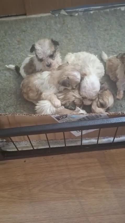 Mixed Breed dogs for sale: Shihchon puppies  - Video 1