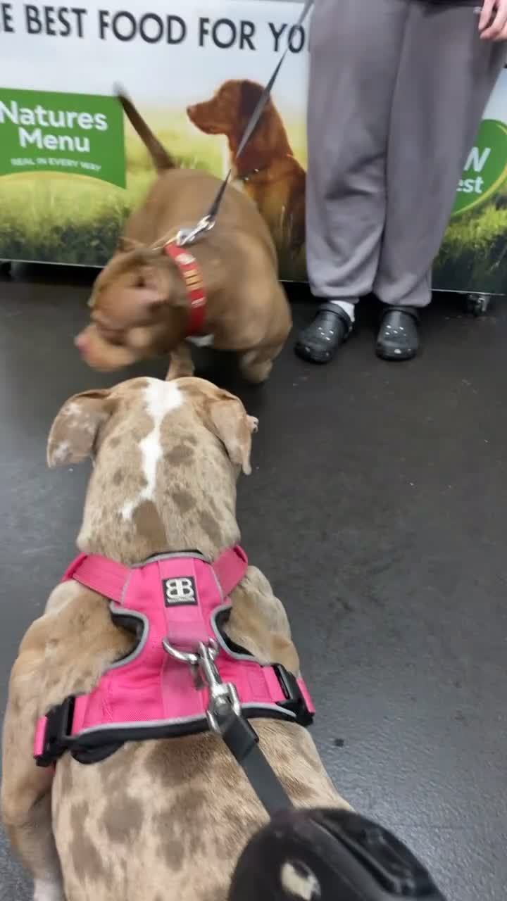 American Bully dogs for sale: American Bully Puppies  - Video 1