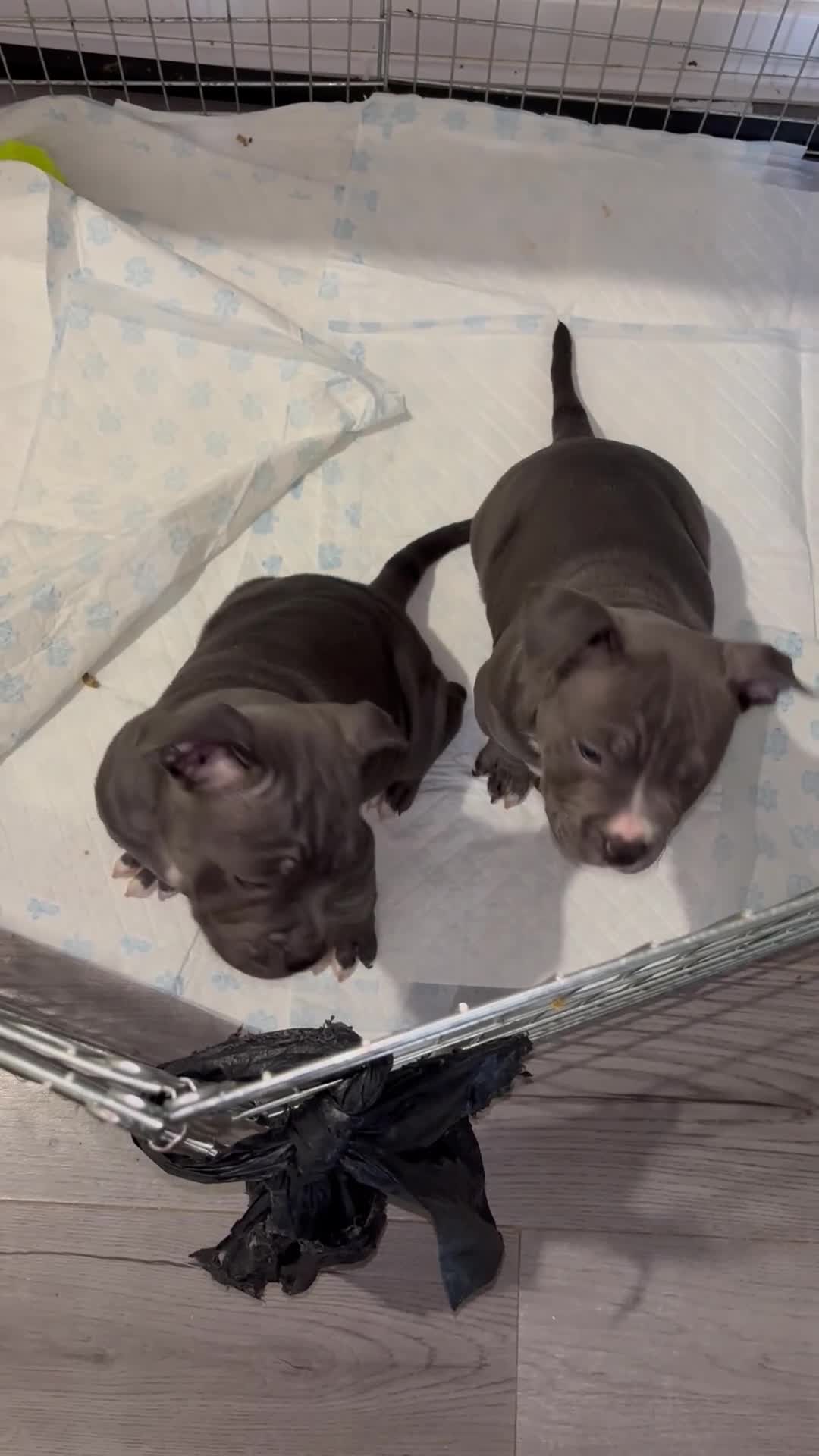 American Bully dogs for sale: Pocket bully puppies  - Video 1