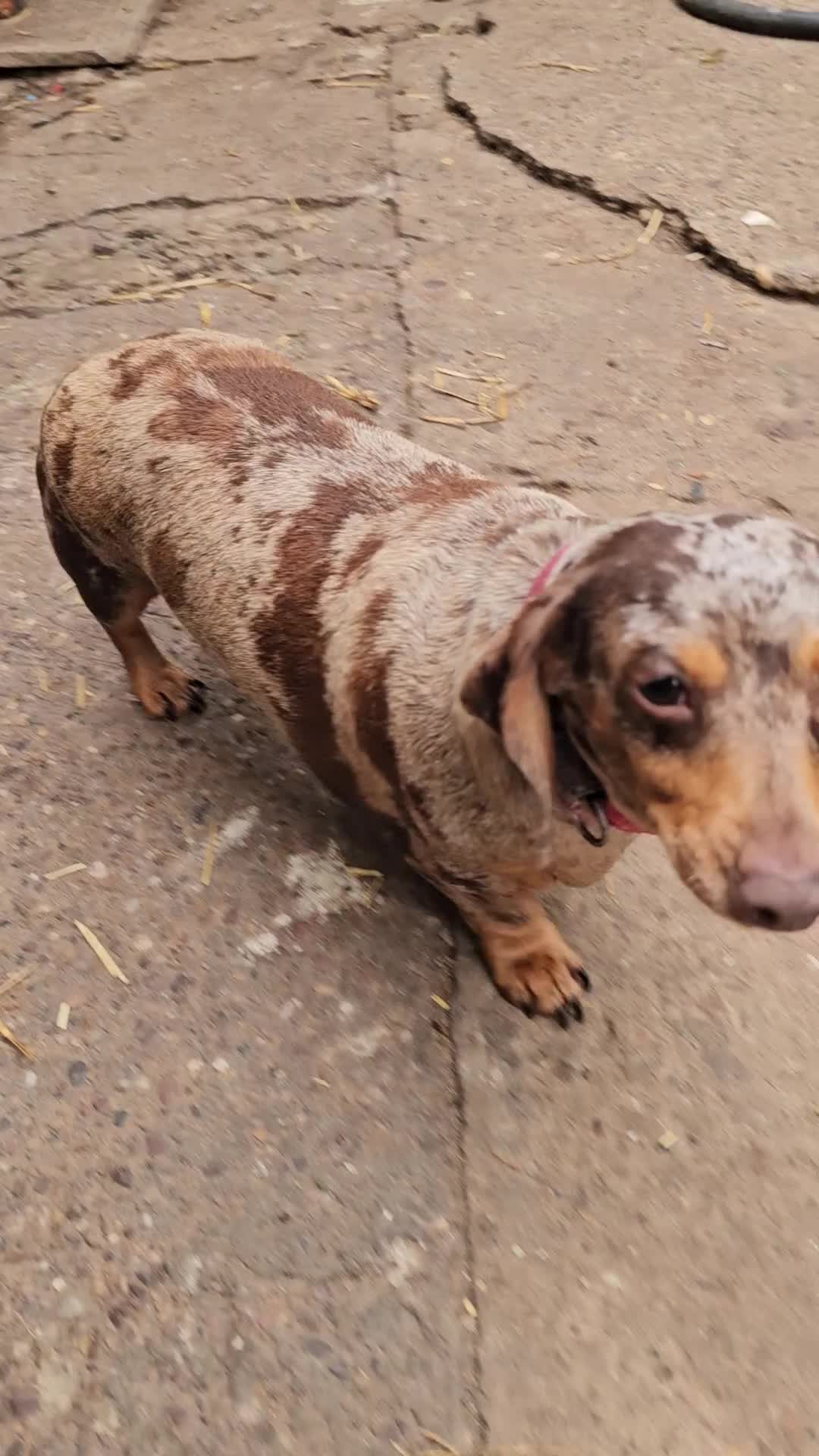 Miniature Dachshund dogs for sale: Proper miniature dachshunds  - Video 1