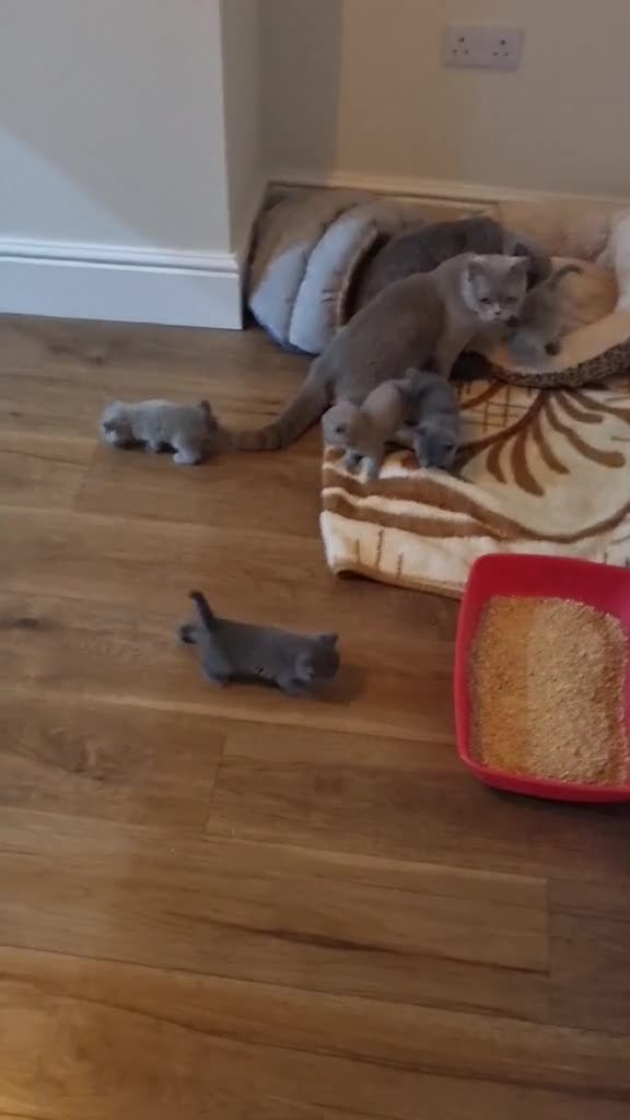 British Shorthair cats for sale: 🐾 Beautiful British Shorthair Kittens  🐾 in Coventry - Video 1