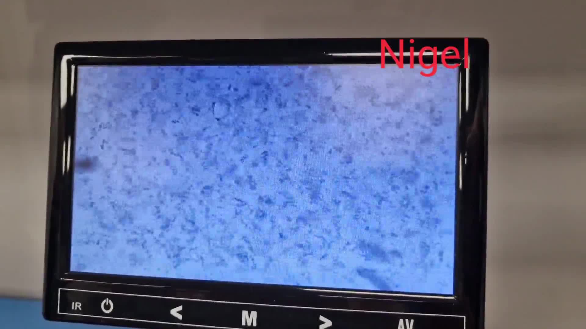 Bull Terrier dogs for stud: 3Miniature bull terriers stud Douglas Nigel Duggie in Bolton - Video 2