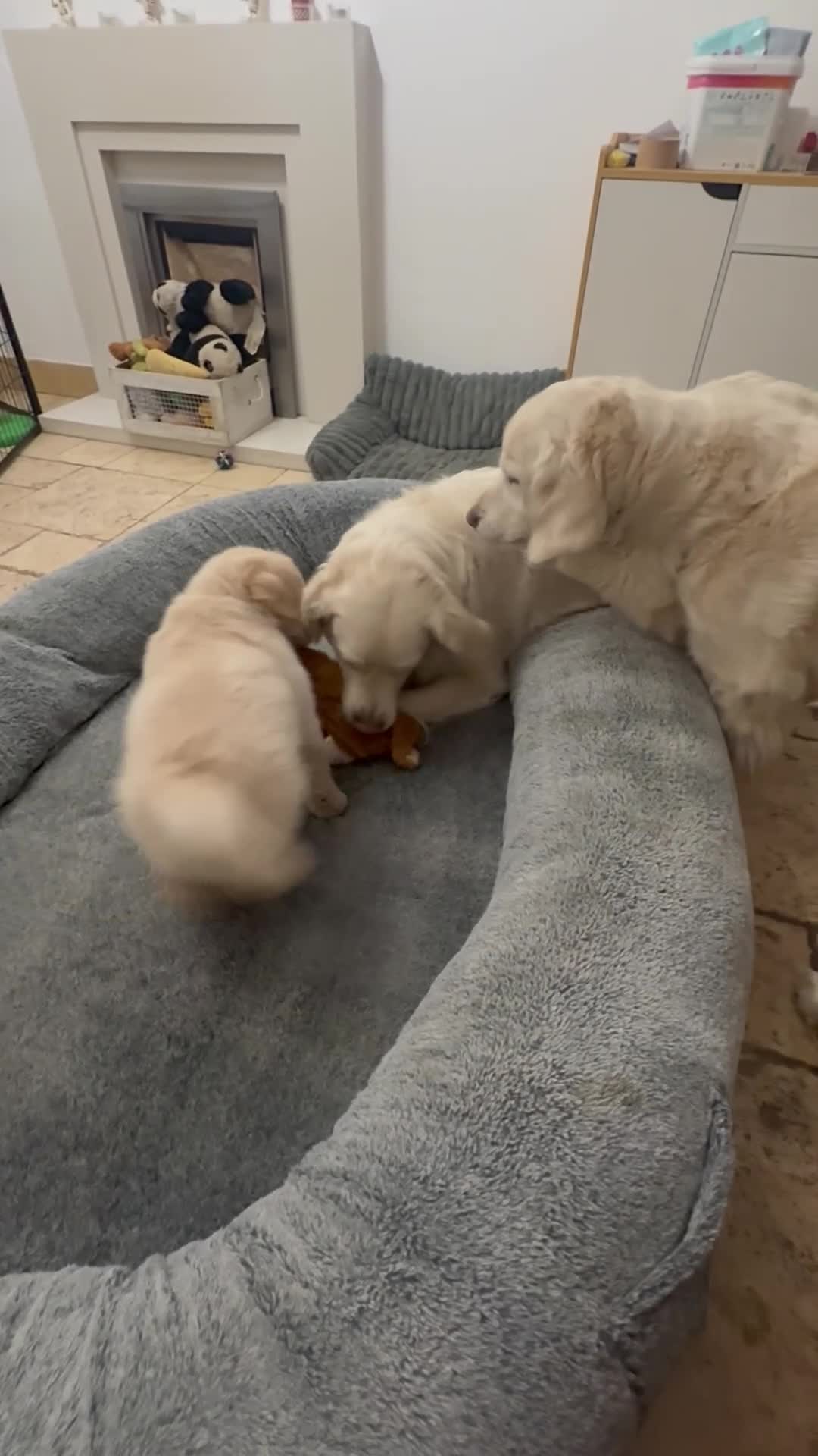 Golden Retriever dogs for sale: Golden retrievers, ready to leave now!!! - Video 2